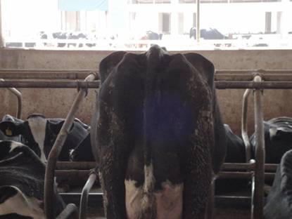 Sa?r? yüksekli?i ideal bir inek